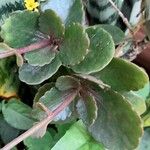 Kalanchoe crenata Leaf