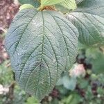 Hydrangea arborescens Liść
