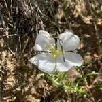 Oenothera albicaulis Çiçek