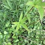 Filipendula rubra Leaf