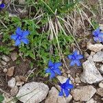 Gentiana verna ഇല