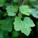 Ribes rubrum Агульны выгляд