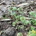 Veronica triphyllos Leaf