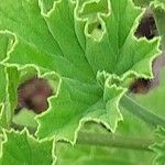 Pelargonium cucullatum Blad