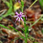 Liatris cylindracea Flower