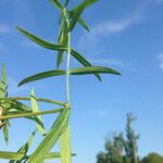 Pycnanthemum verticillatum Leaf