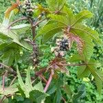 Ricinus communisBlatt