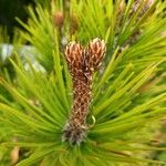 Pinus heldreichii Anders