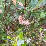 Salix phylicifolia Blomst