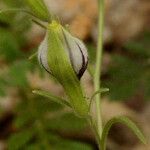 Cordylanthus rigidus 花