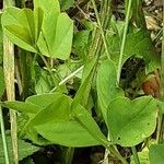 Baptisia australis Blad