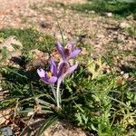 Crocus corsicus Habit