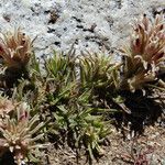 Castilleja nana Hábito