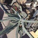 Dudleya densiflora Hoja