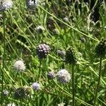 Succisella inflexa 果実