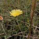 Pilosella officinarumFlower