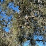 Casuarina cunninghamianaPlod