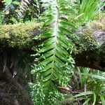 Asplenium daucifolium List