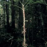 Connarus fasciculatus Hábito