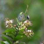 Hirtella paniculata Flor