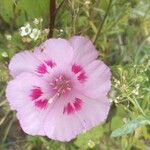 Clarkia amoenaBloem