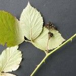 Rubus winteri Blad