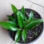 Aspidistra lurida List