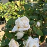 Rosa sempervirens Floare