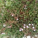 Limonium emarginatum Habit