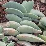 Crassula perfoliata Φύλλο