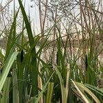 Carex acuta Leaf