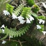 Angraecum distichum Floare