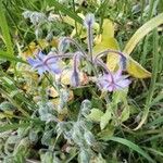 Borago officinalisKvět