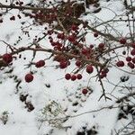 Crataegus laciniata Frucht