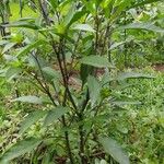 Capsicum frutescensBlad