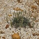 Plantago crassifolia Flor