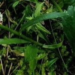 Leucanthemum adustum Blad