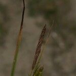 Carex punctata Blüte