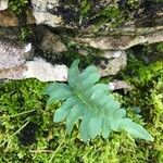 Polypodium vulgare Ліст