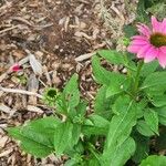 Echinacea angustifolia Kvet