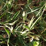 Lathyrus cicera Leaf