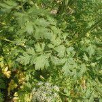 Oenanthe crocata 葉
