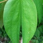 Bauhinia ungulata Hoja