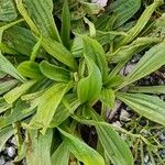 Plantago argentea Levél