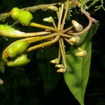 Marcgravia nepenthoides Fruit