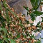 Mesembryanthemum cordifolium Fruit