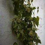 Mikania micrantha 花