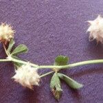 Trifolium spumosum Lorea