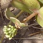 Hylotelephium maximumFlower