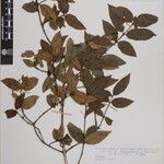 Euonymus echinatus Other